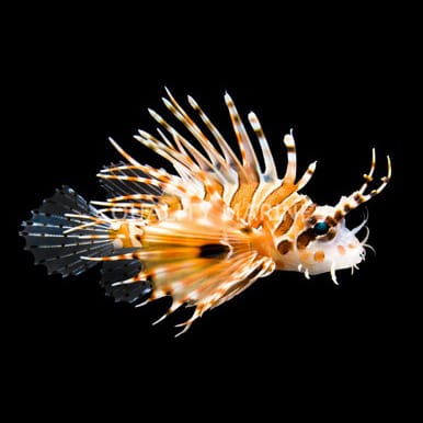 Spotfin Lionfish (Pterois Antennata) saltwater aquarium fish