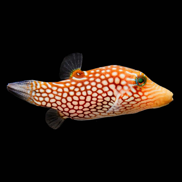 Spotted Sharpnose Puffer (Canthigaster Punctatissima) saltwater aquarium fish