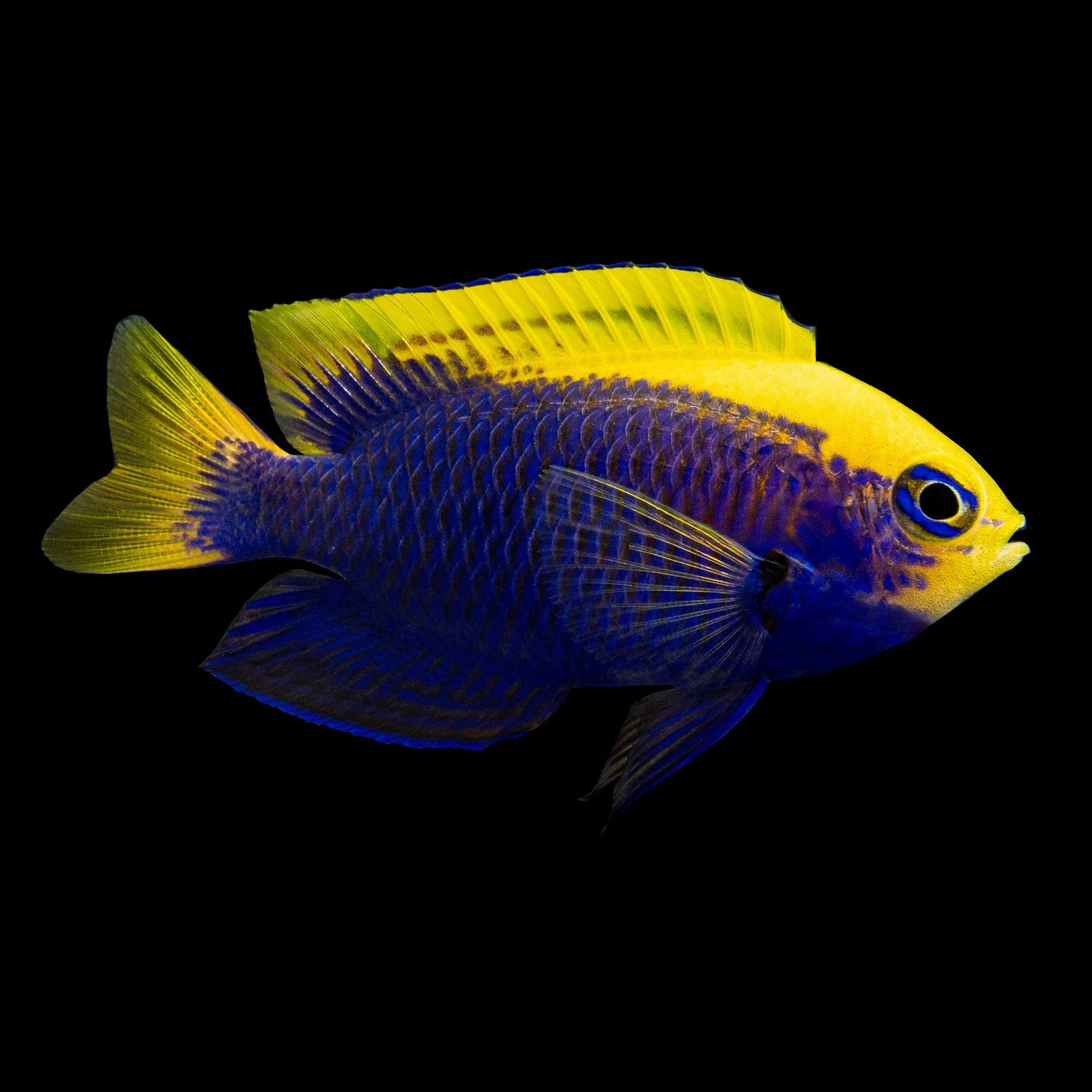 Starcki Damsel (Chrysiptera Starki) saltwater aquarium fish