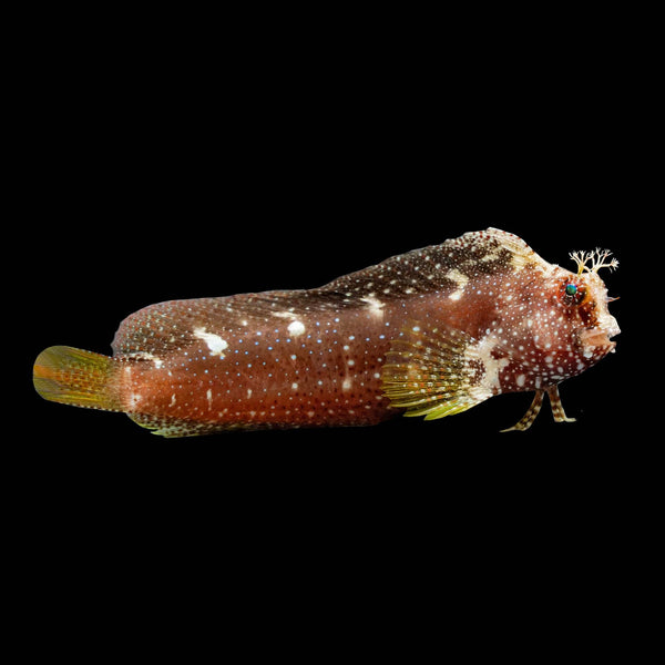 Starry Blenny (Salarias Ramosus) saltwater aquarium fish