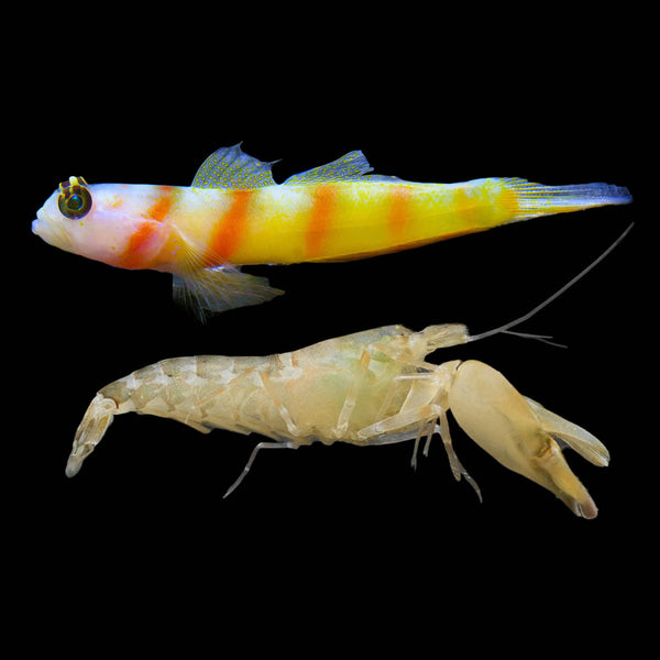 Steinitz Goby (Amblyeleotris Steinitzi) saltwater aquarium fish