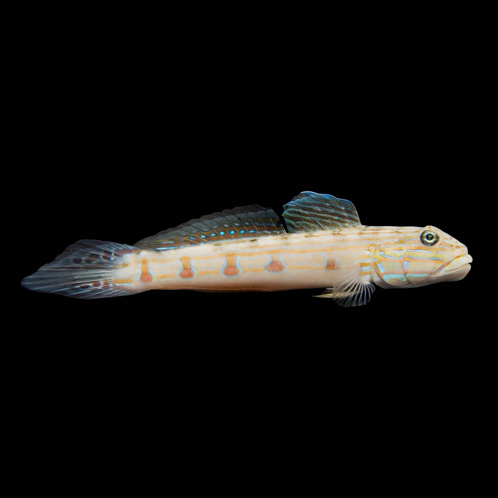 Striped Sleeper Goby (Valenciennea Longipinnis) saltwater aquarium fish