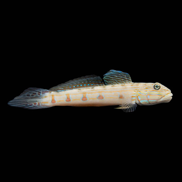 Striped Sleeper Goby (Valenciennea Longipinnis) saltwater aquarium fish