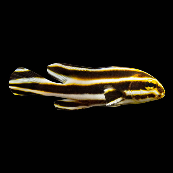 Striped Sweetlips (Plectorhinchus Albovitatus) saltwater aquarium fish
