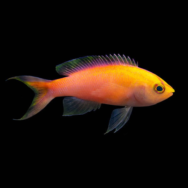 Sunset Anthias (Pseudanthias Parvirostris) saltwater aquarium fish