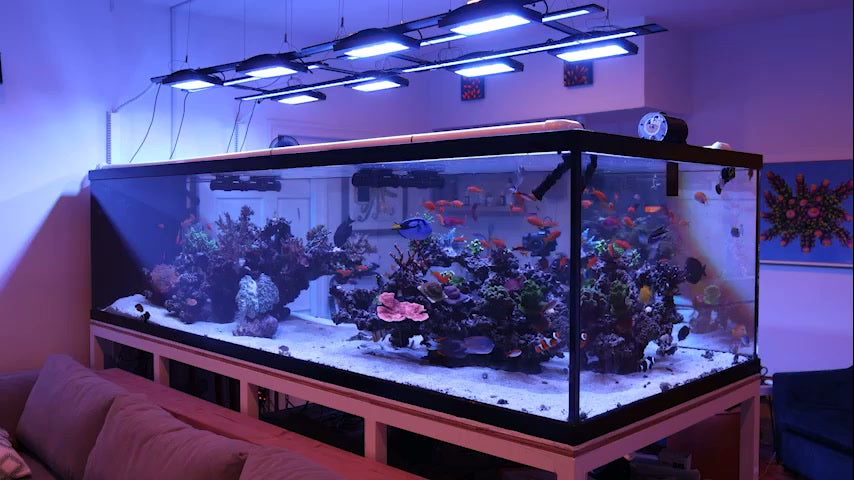 Custom reef aquarium installed by Top Shelf Aquatics in a Central Florida home