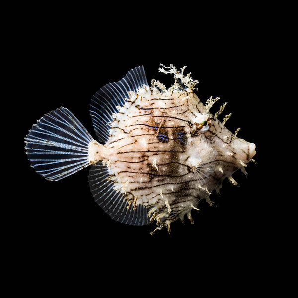 Tassled Filefish (Chaetodermis Penicilligerus) saltwater aquarium fish