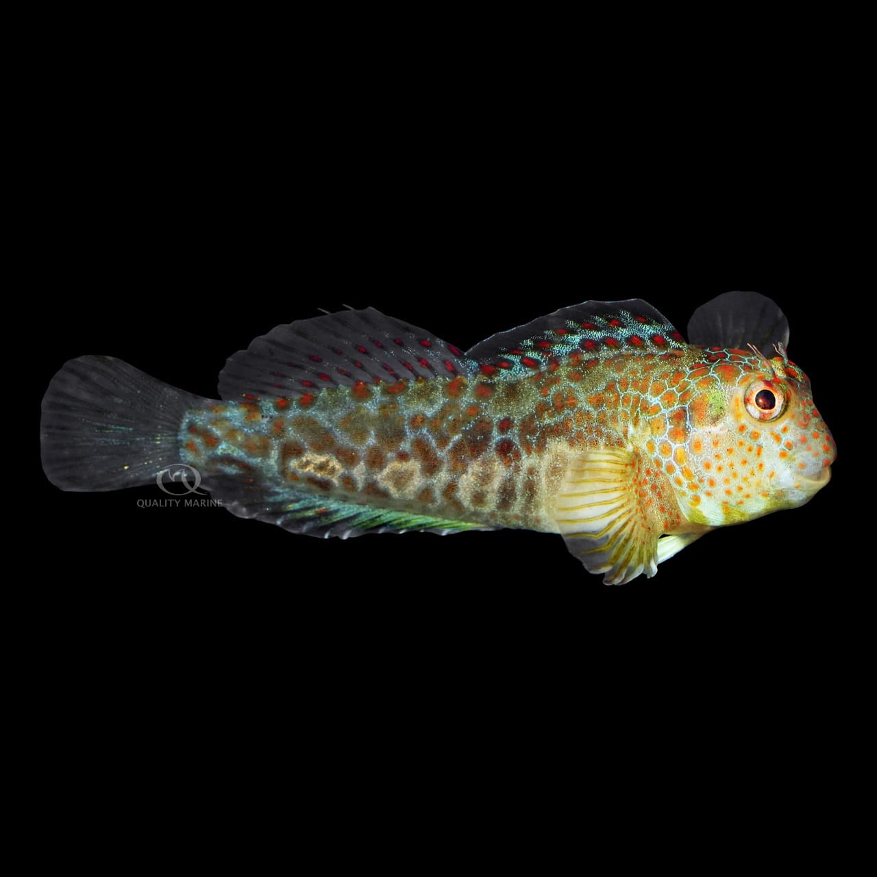 Tessellated Blenny (Hypsoblennius Invemar) saltwater aquarium fish