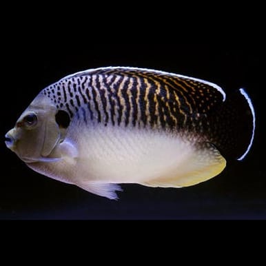 Tiger Angelfish (Apolemichthys Kingi) saltwater aquarium fish