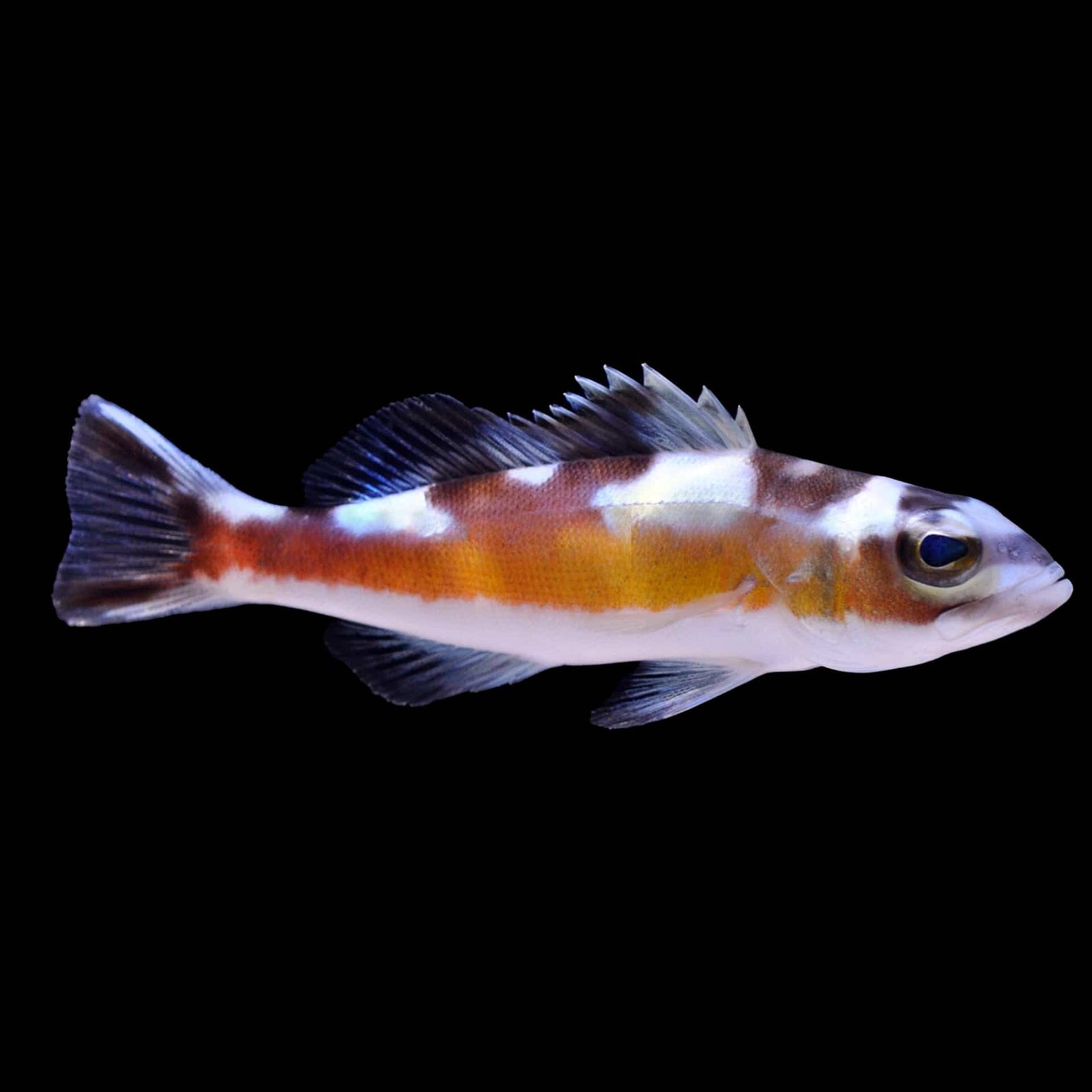 Tobacco Basslet (Serranus Tabacarius) saltwater aquarium fish