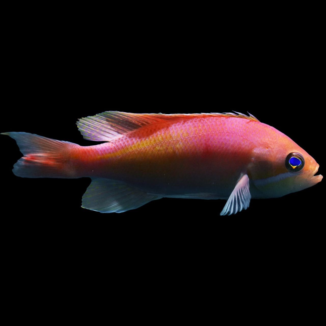 Tricolor Anthias (Pseudanthias Rubrizonatus) saltwater aquarium fish
