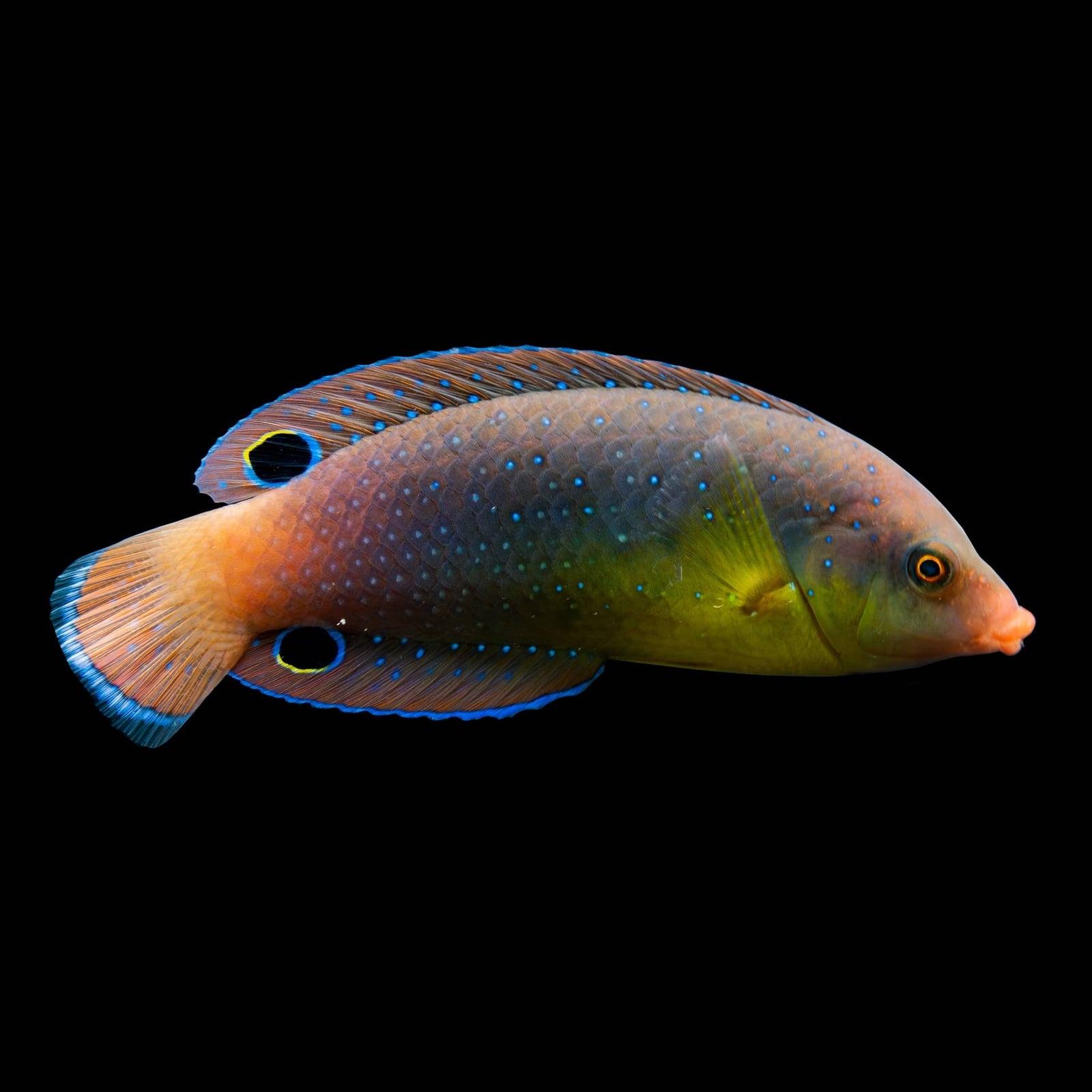 Twist Yellowchest Wrasse (Anampses Twisti) saltwater aquarium fish