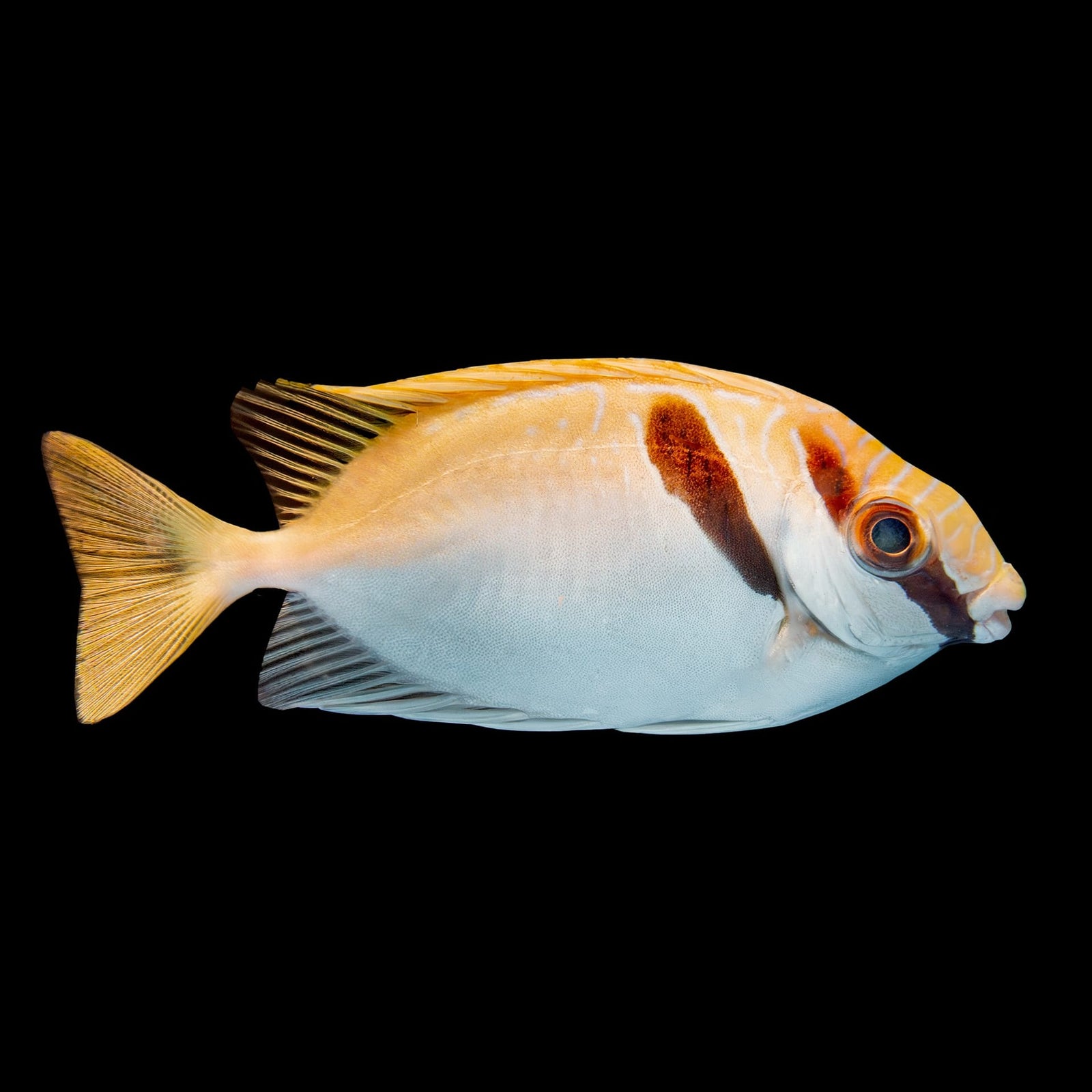 Two Barred Rabbitfish (Siganus Virgatus) saltwater aquarium fish