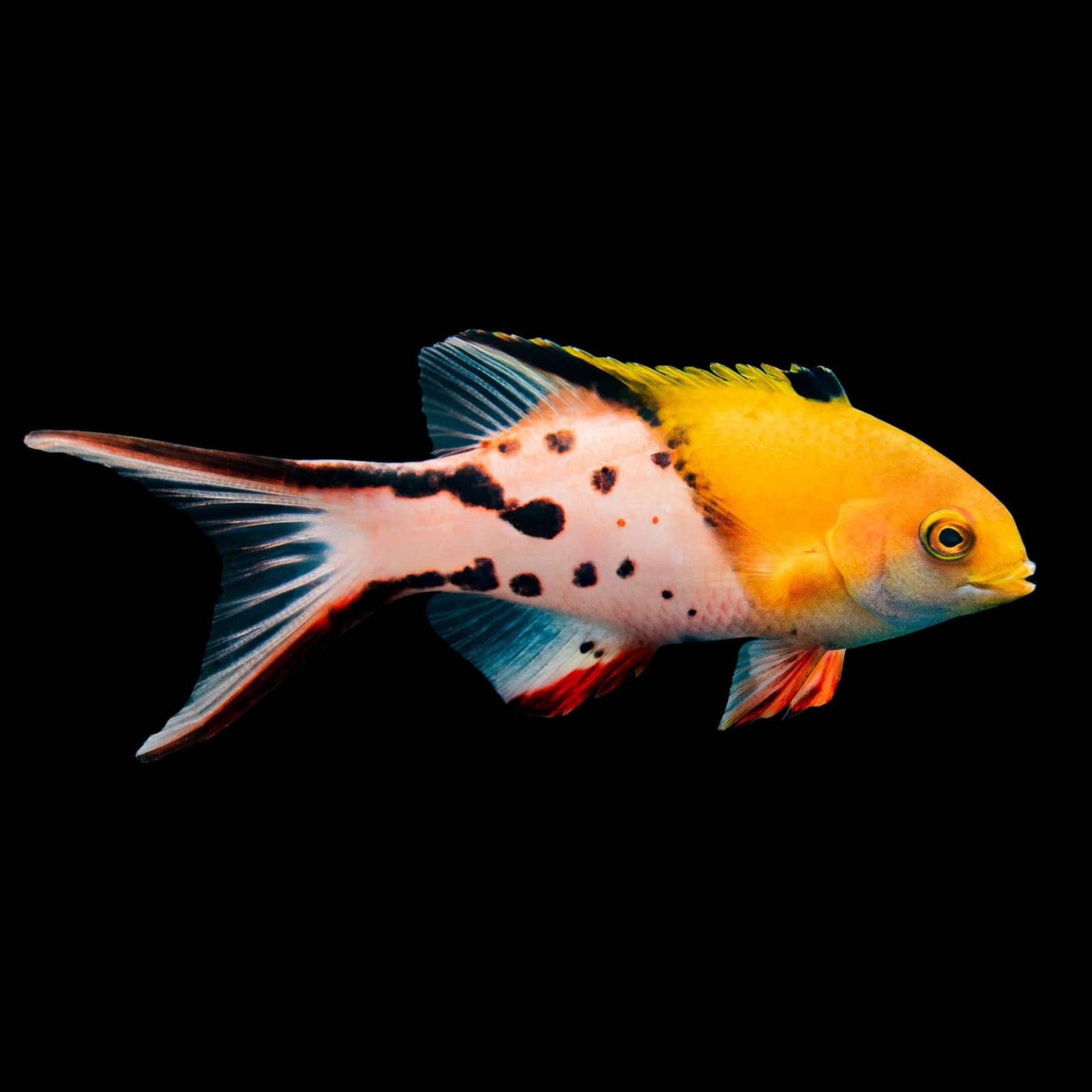 Two Spot (Candy) Hogfish (Bodianus Bimaculatus) saltwater aquarium fish