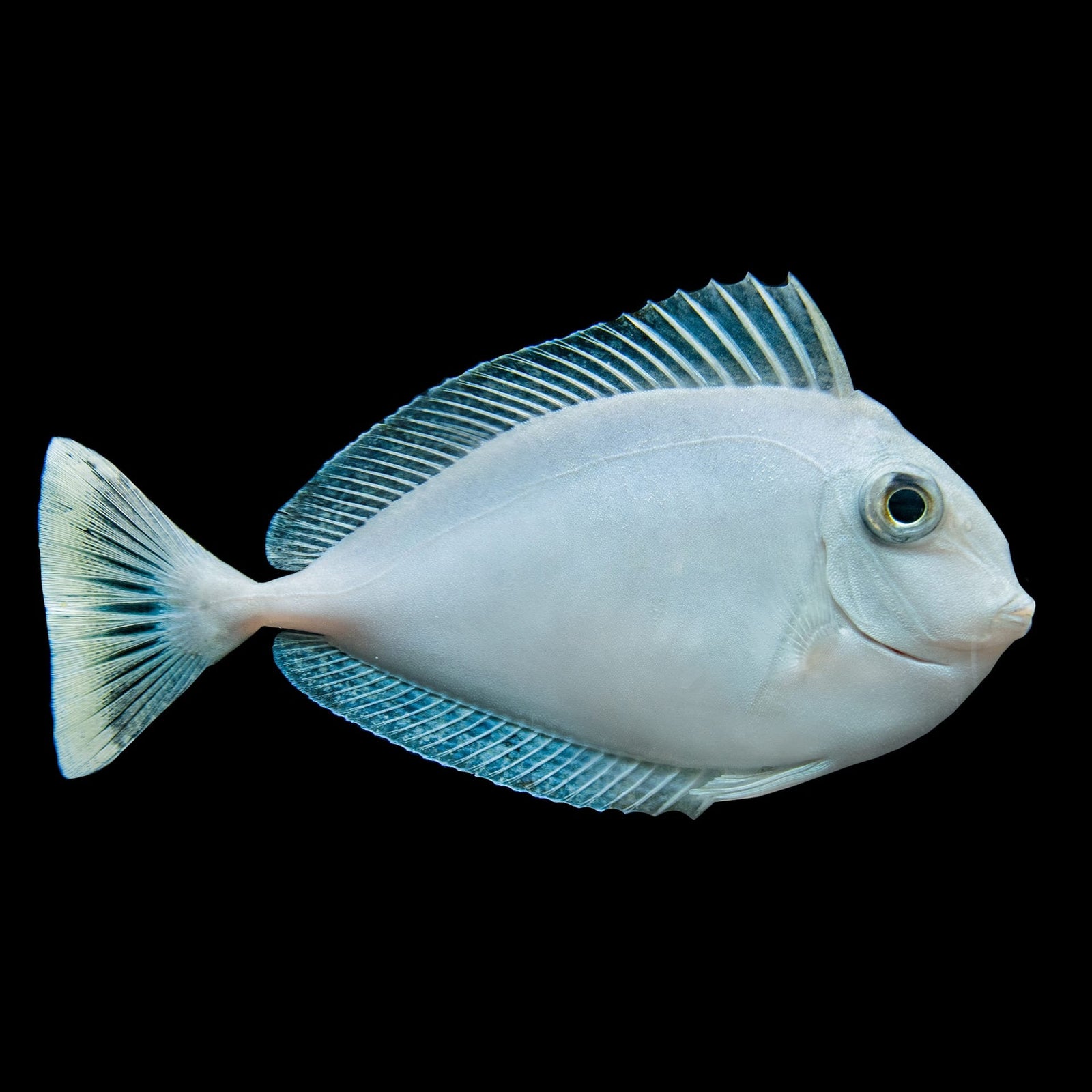Unicorn Tang (Naso Unicornis) saltwater aquarium fish