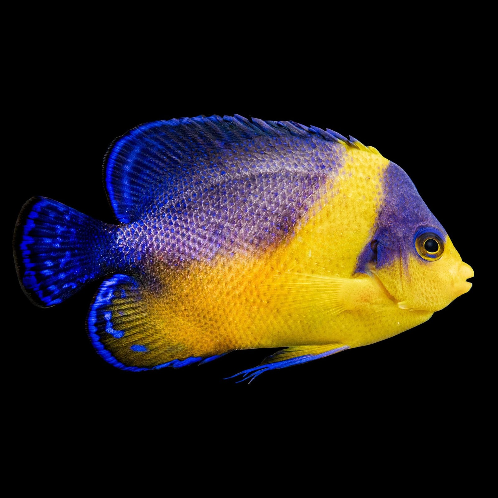 Venustus Angelfish (Paracentropyge Venustus) saltwater aquarium fish