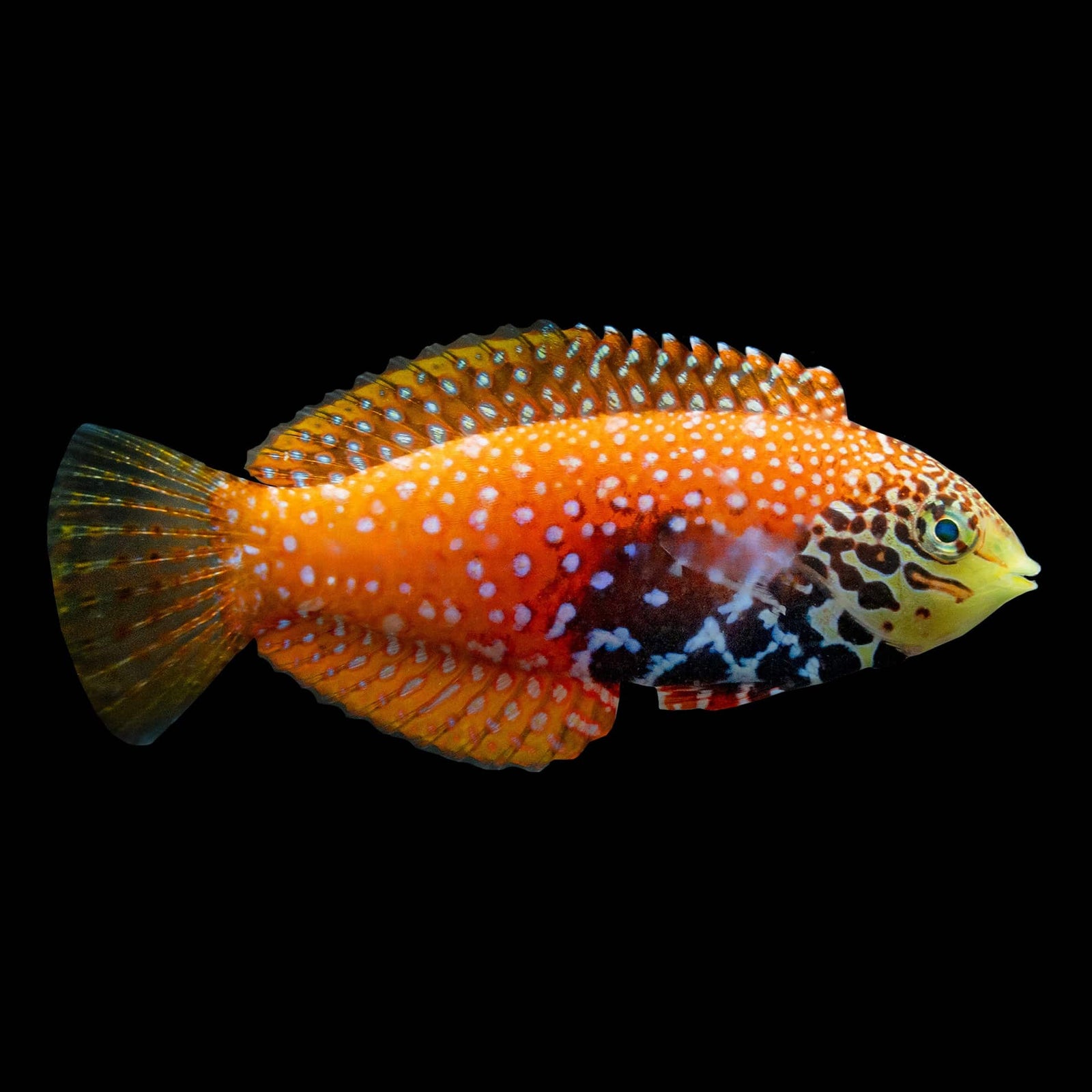 Vermiculate Leopard Wrasse (Macropharyngodon Bipartitus) saltwater aquarium fish