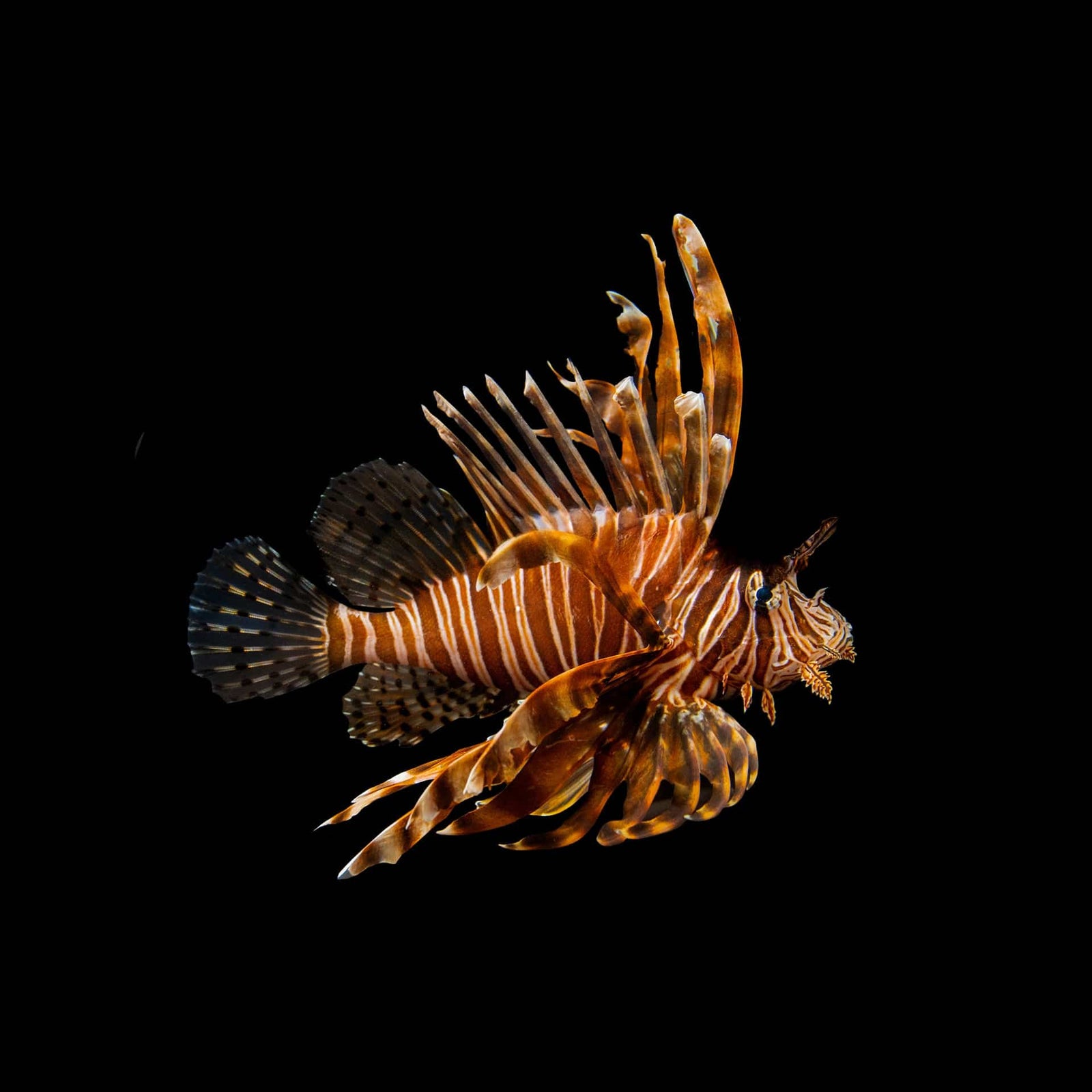 Volitan Black Lionfish (Pterois Volitans) saltwater aquarium fish