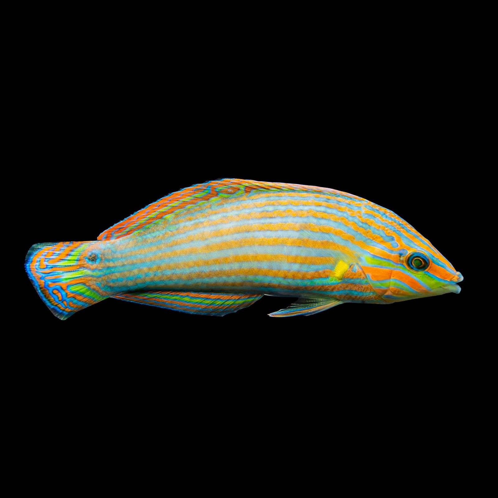 Vrolik's Wrasse (Halichoeres Chrysotaenia) saltwater aquarium fish