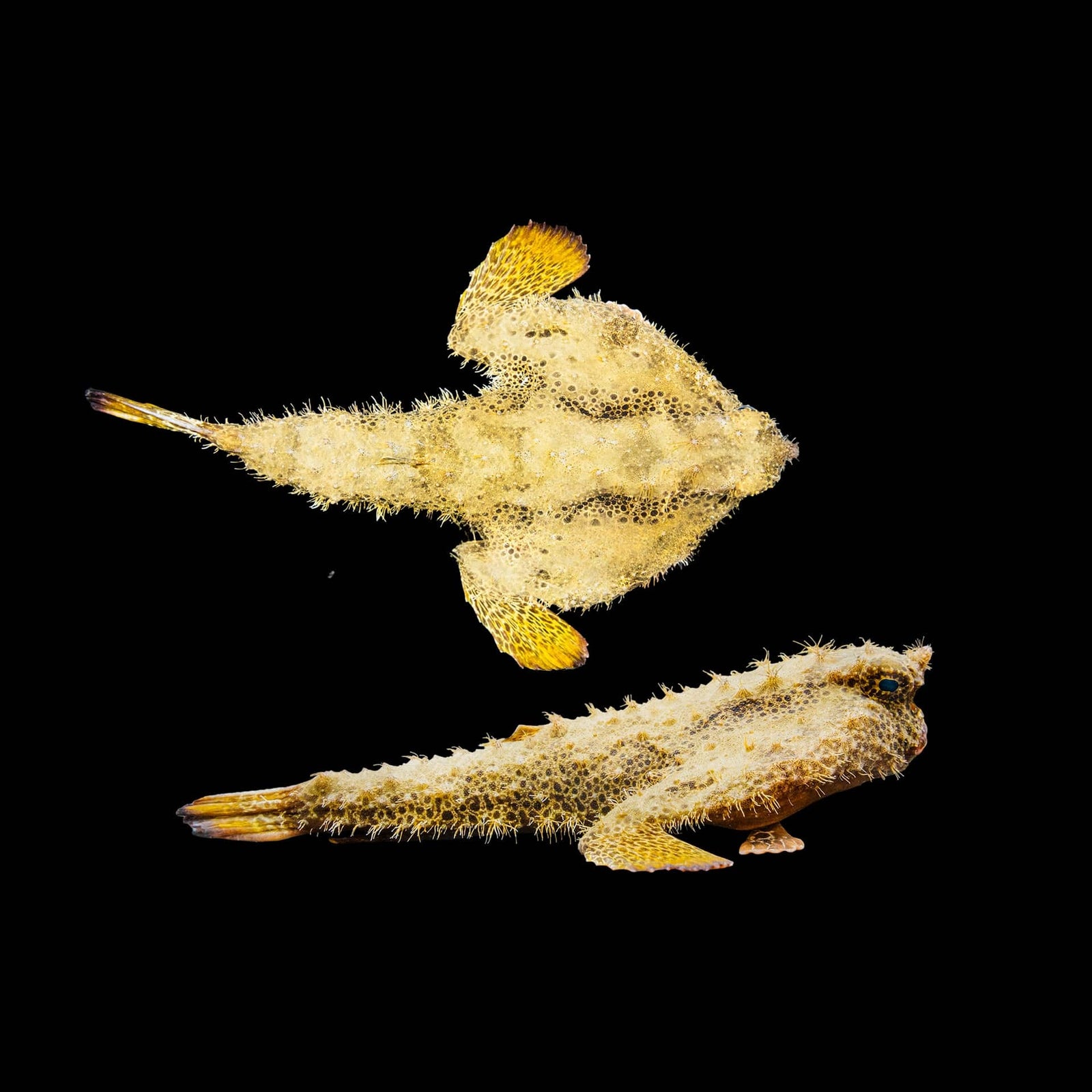 Walking Batfish (Ogocephalus Cubiformes) saltwater aquarium fish