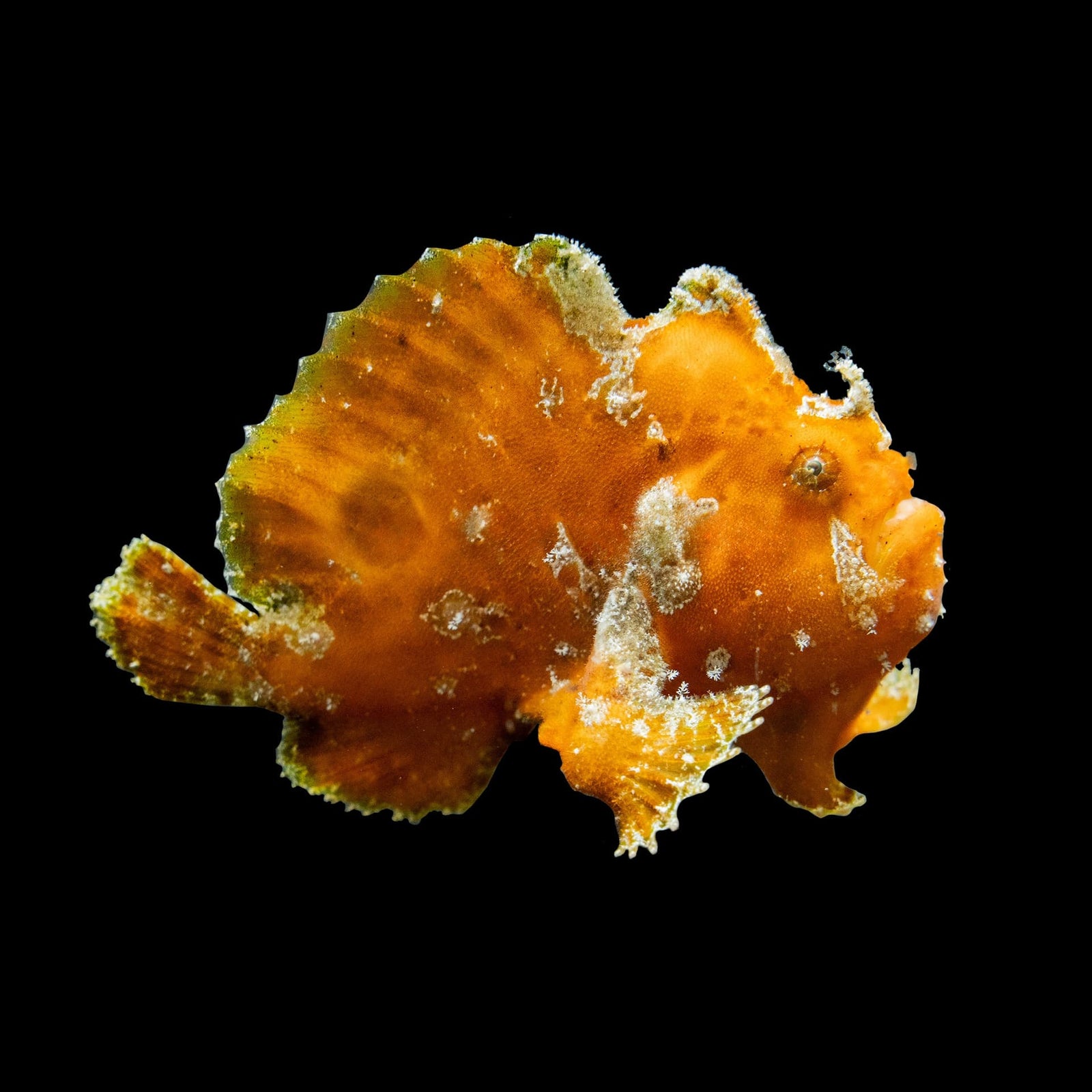 Wartskin Angler (Antennarius Maculatus) saltwater aquarium fish