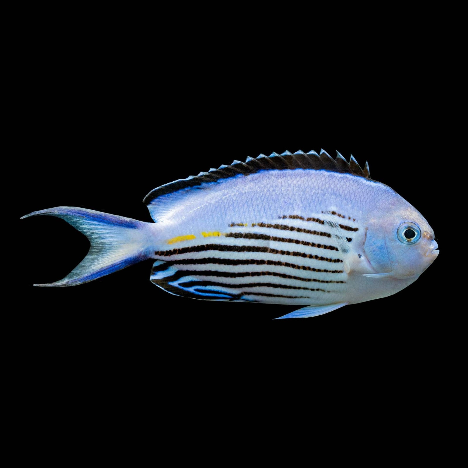 Watanabei Angelfish (Genicanthus Watanabei) saltwater aquarium fish