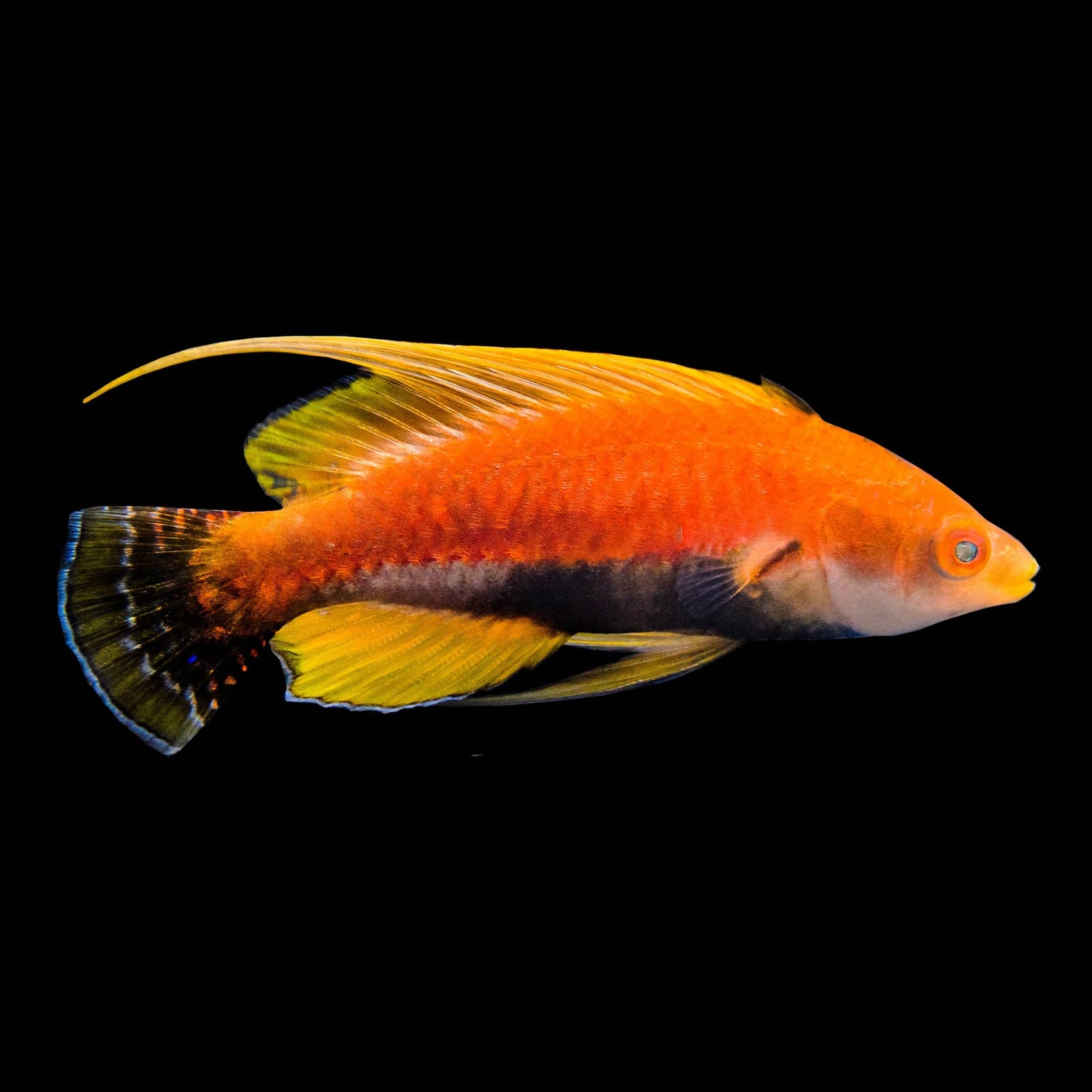 Whip Fin Fairy Wrasse (Cirrhilabrus Filamentosus) saltwater aquarium fish