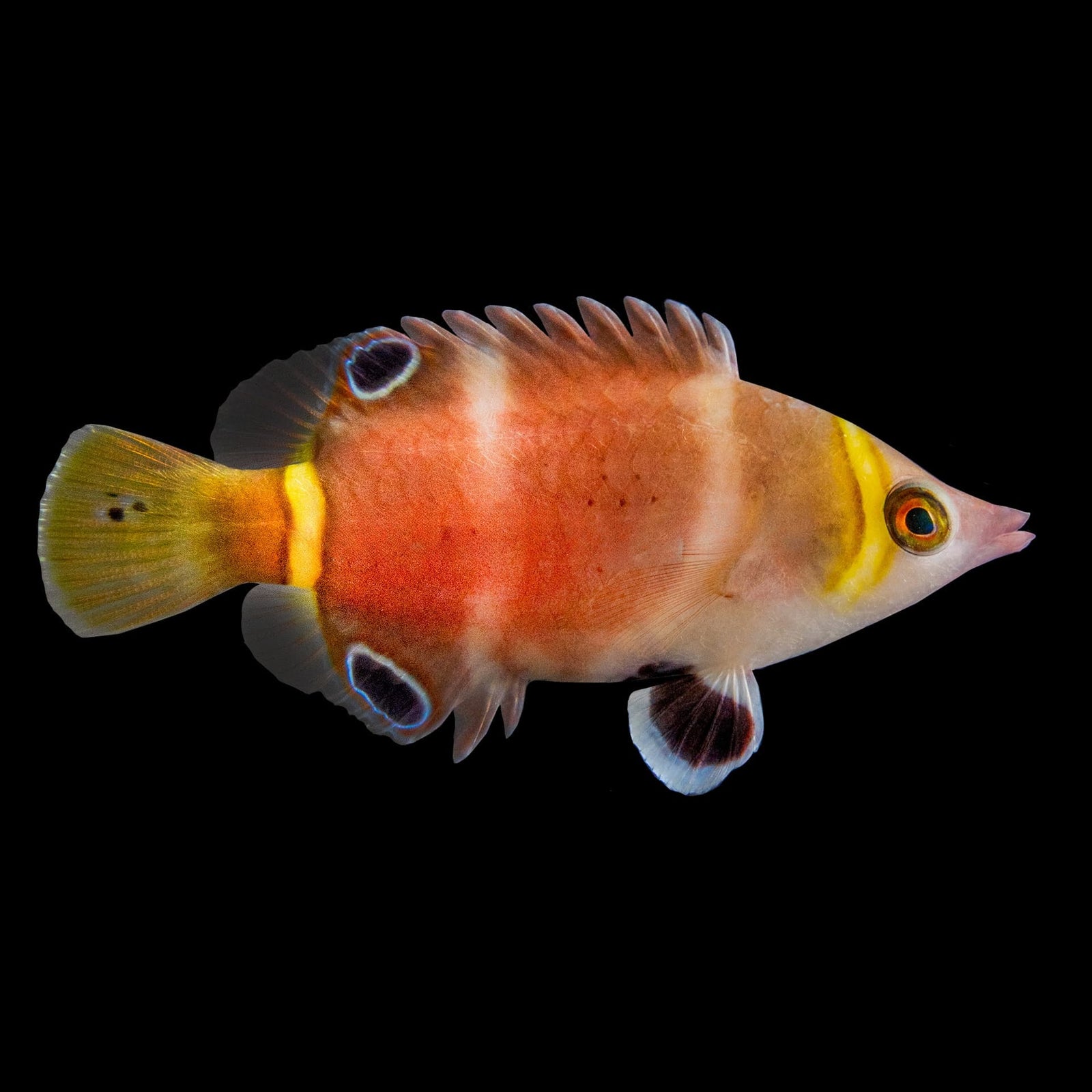 White Banded Possum Wrasse (Wetmorella Albofasciata) saltwater aquarium fish