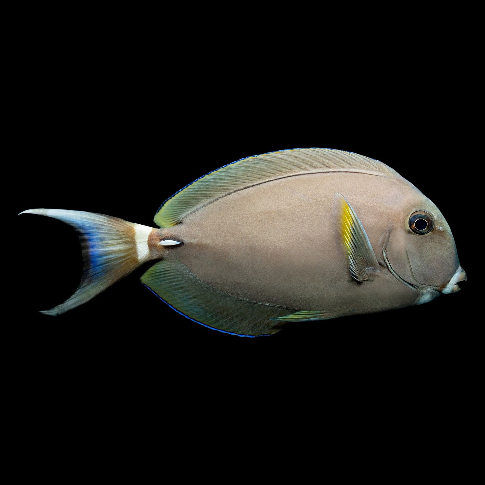 White Spine Surgeonfish (Acanthurus Leucocheilus) saltwater aquarium fish