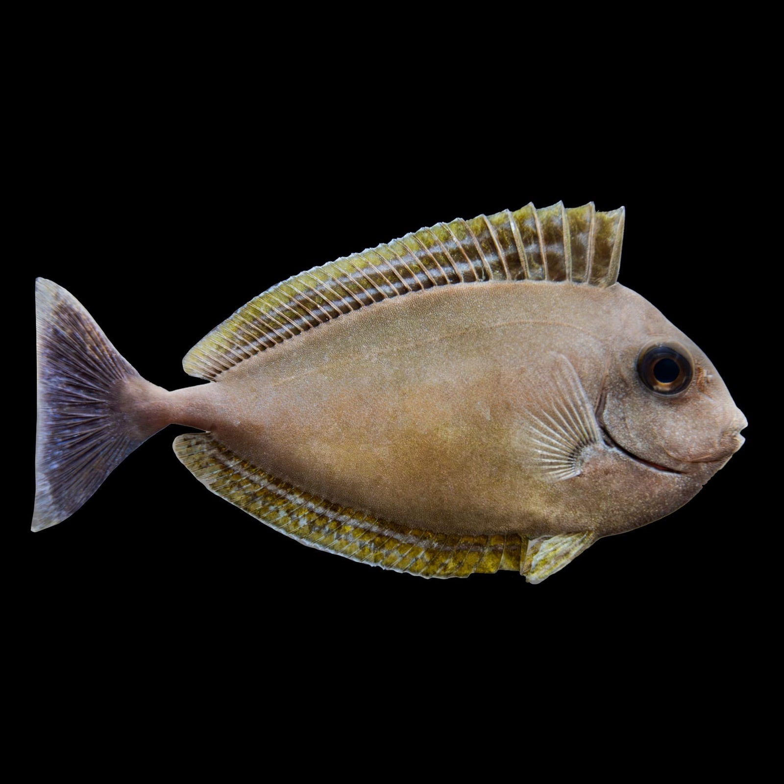 Whitemargin Unicorn Tang (Naso Annulatus) saltwater aquarium fish