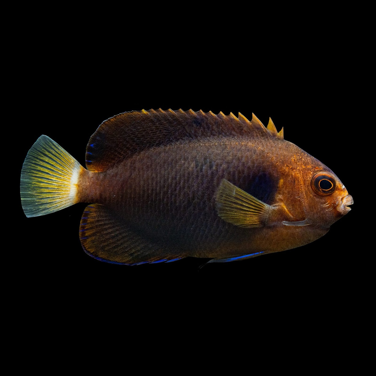Woodhead's Angelfish (Centropyge Woodheadi) saltwater aquarium fish