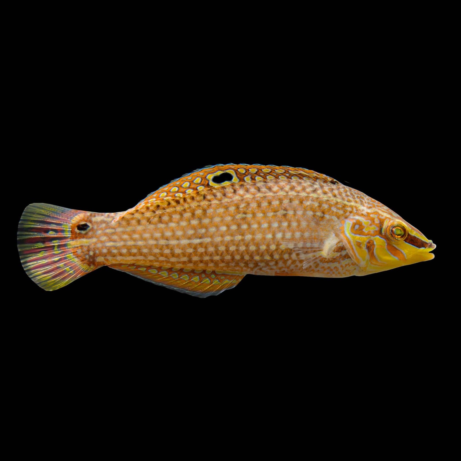 Wounded Wrasse (Halichoeres Chierchiae) saltwater aquarium fish