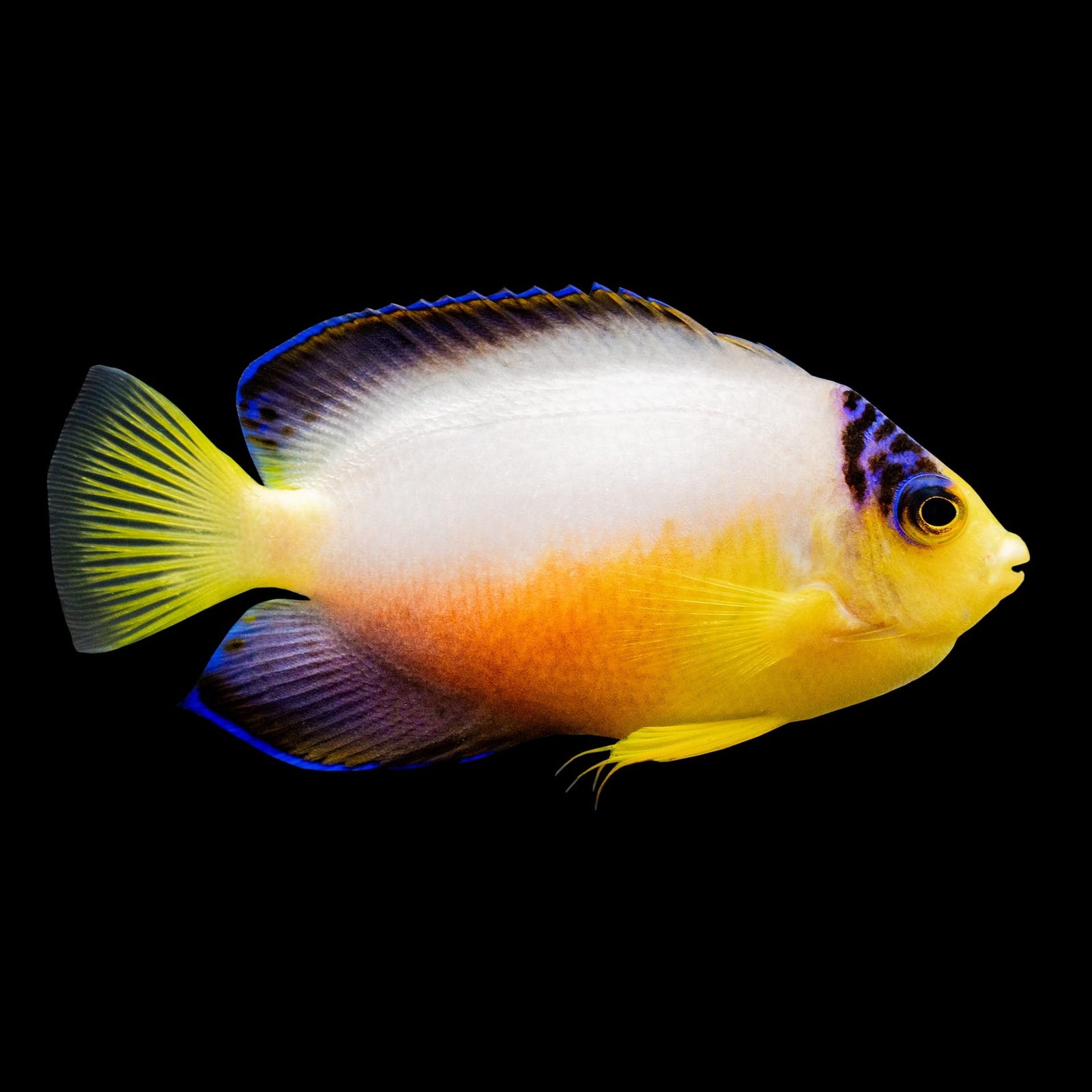 Yellow Angelfish (Centropyge Heraldi) saltwater aquarium fish