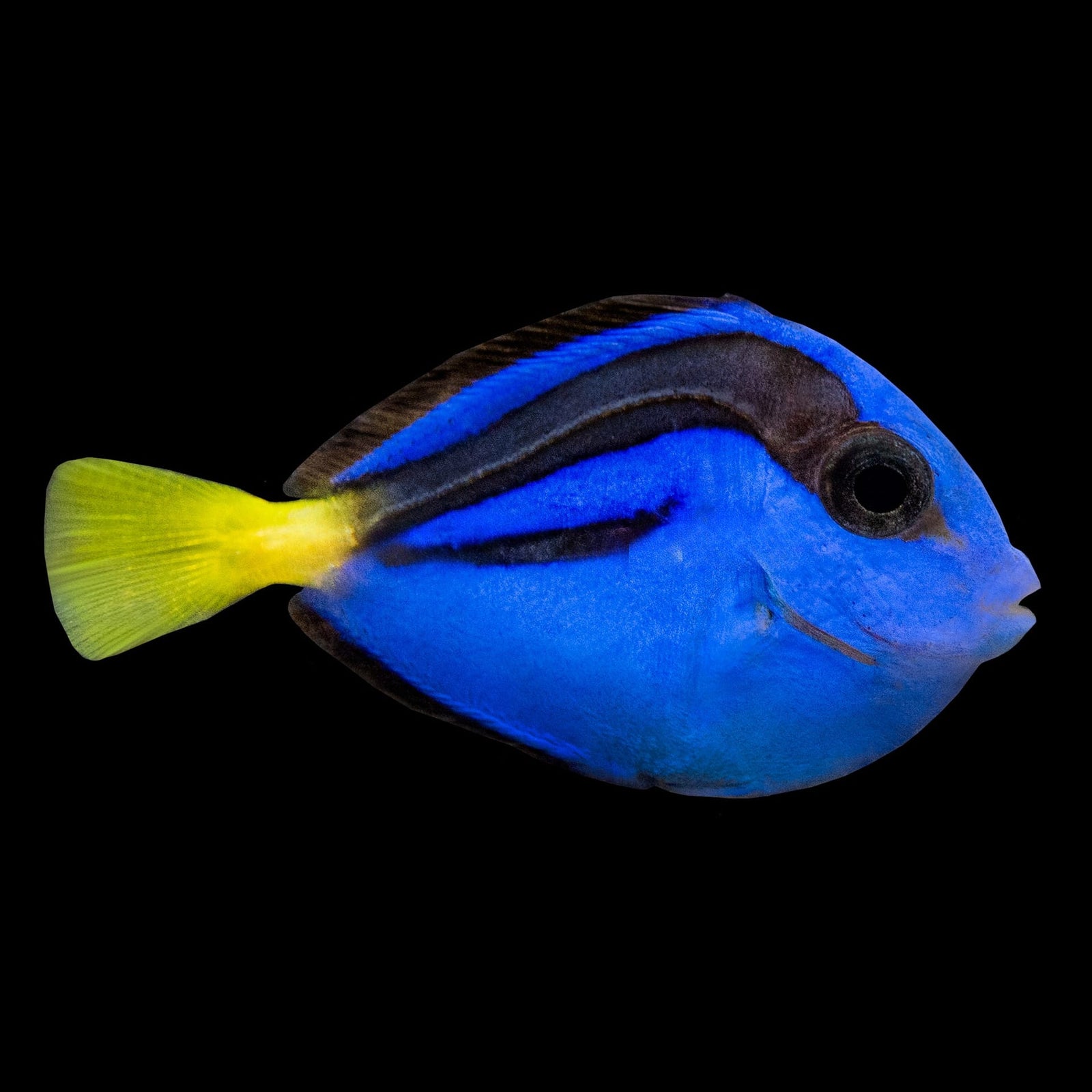 Yellow Belly Hippo Tang saltwater aquarium fish