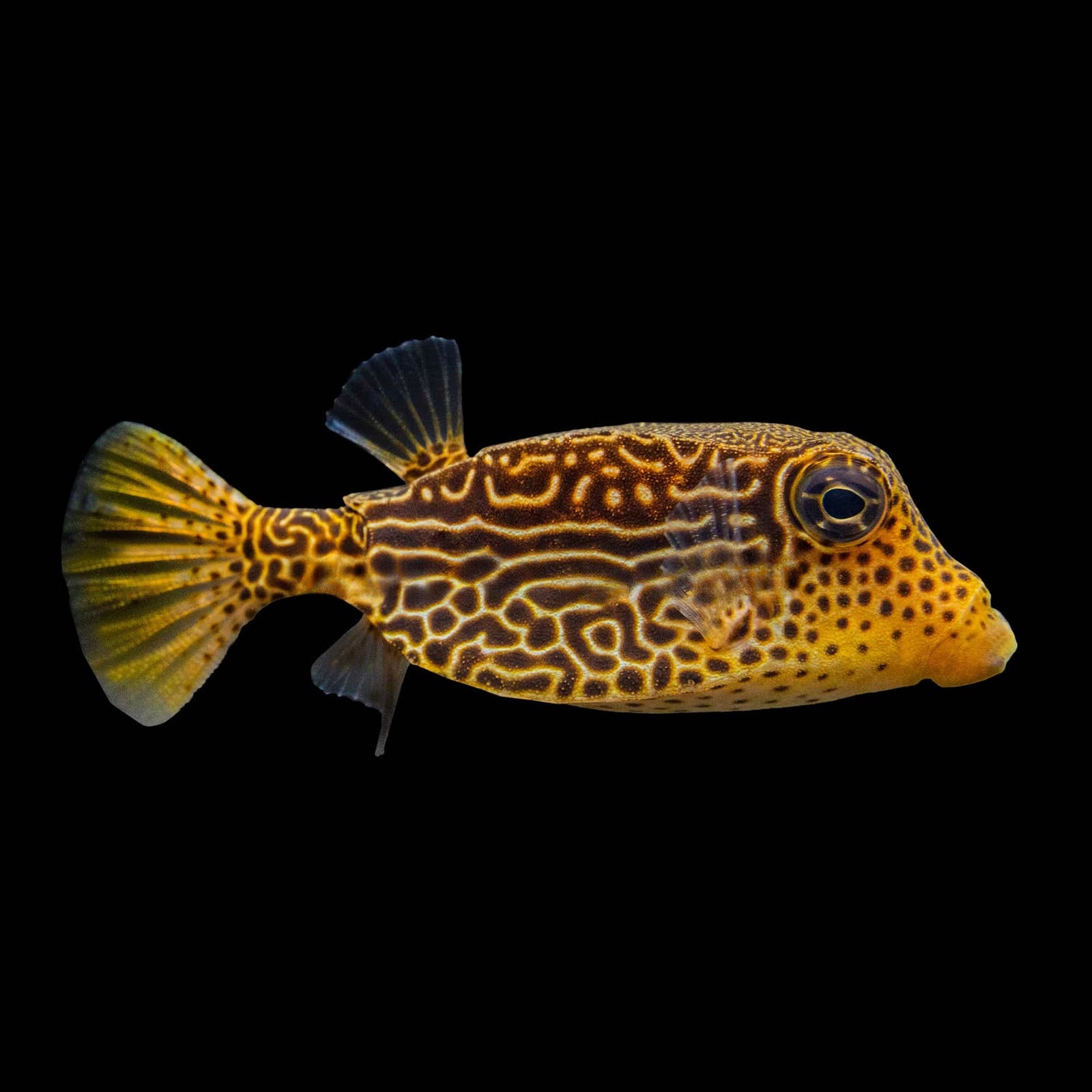 Yellow Boxfish (Ostracion Cubicum) saltwater aquarium fish
