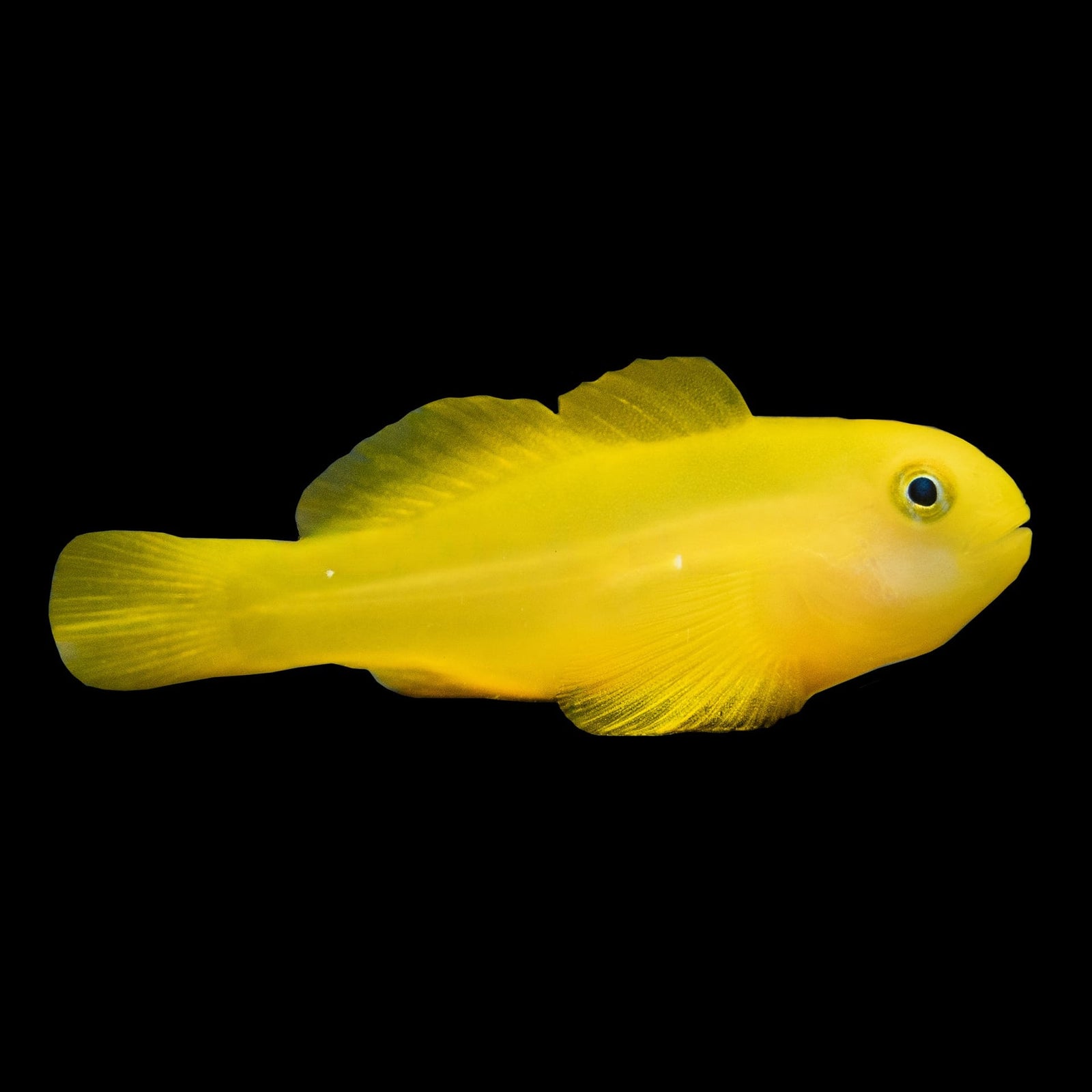 Yellow Clown Goby saltwater aquarium fish