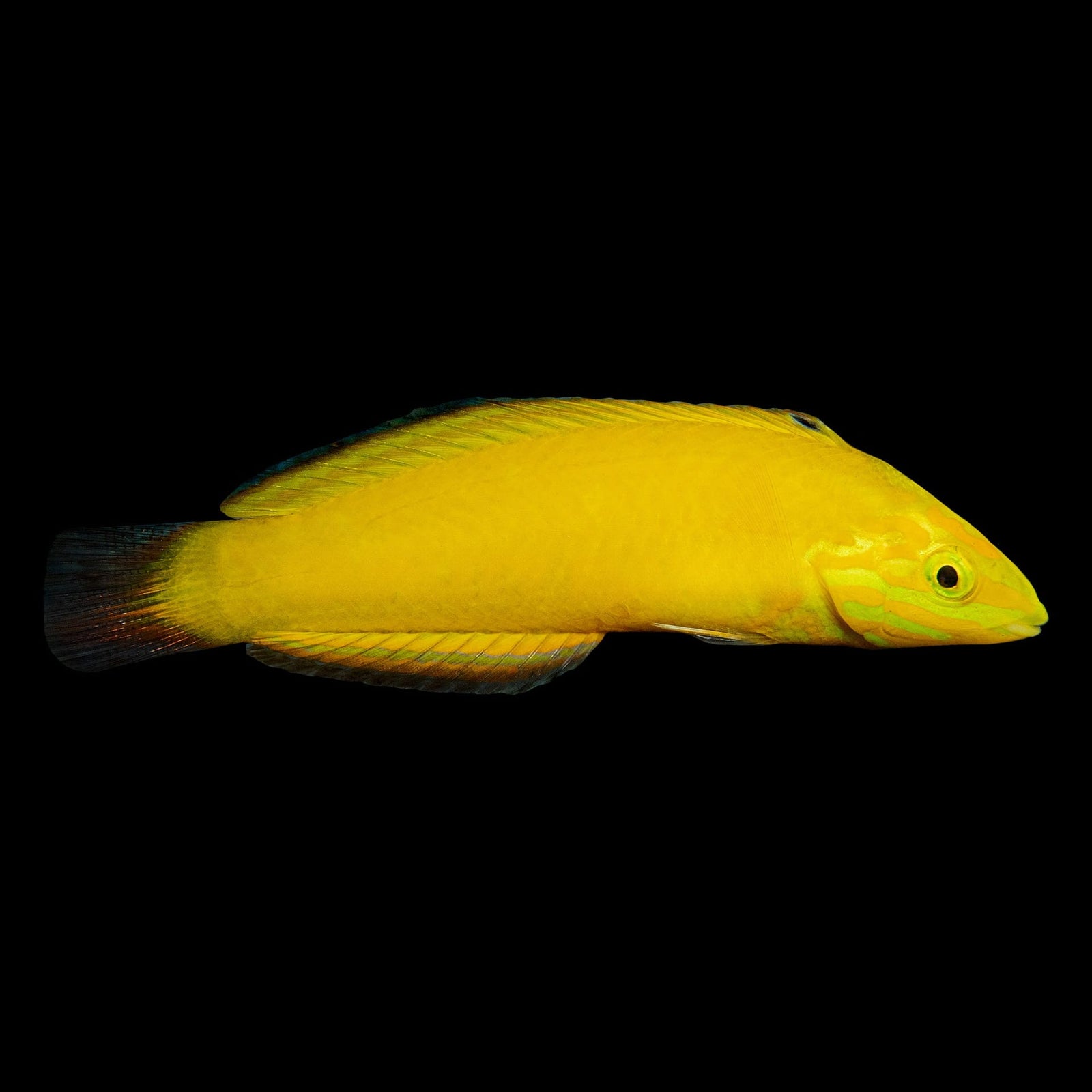 Yellow Coris Wrasse (Halichoeres Chrysus) saltwater aquarium fish