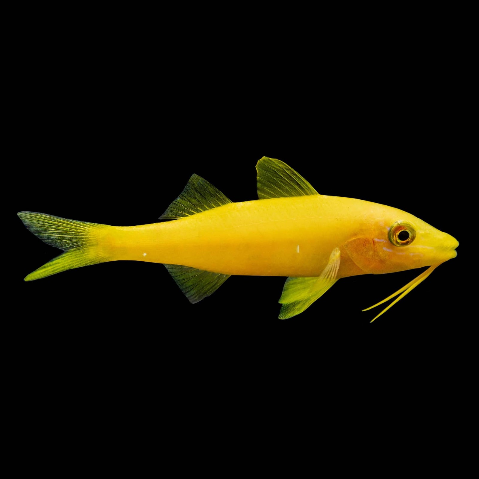 Yellow Goatfish (Parupeneus Cyclostomus) saltwater aquarium fish
