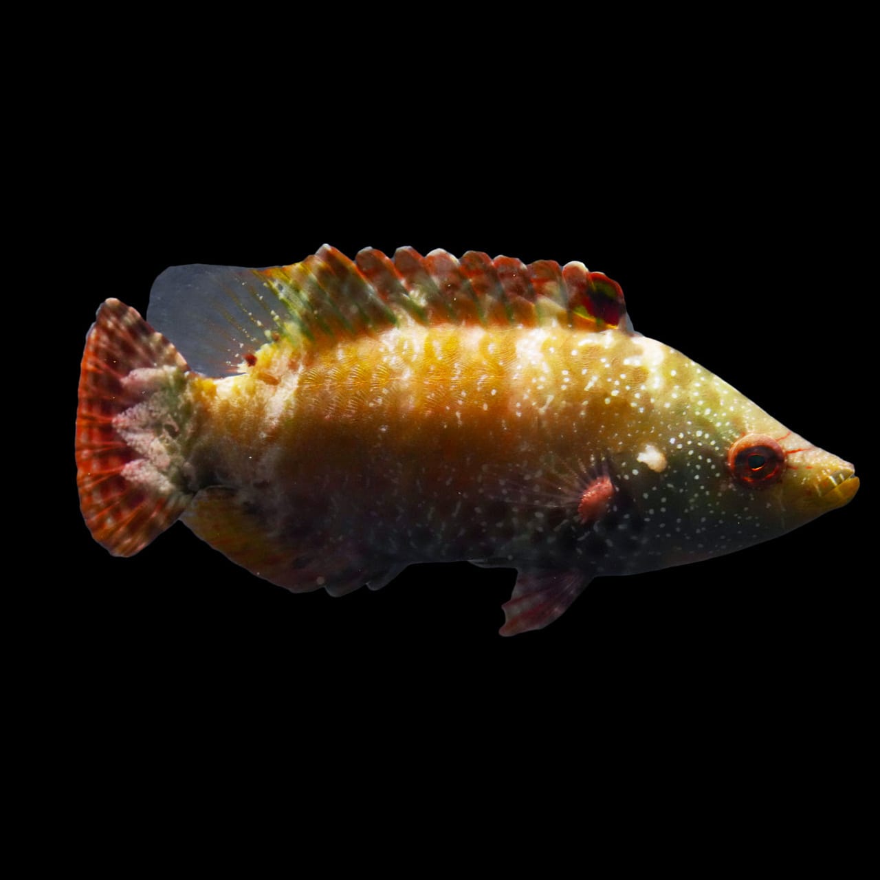 Yellow Slingjaw Wrasse (Epibulus Insidiator) saltwater aquarium fish