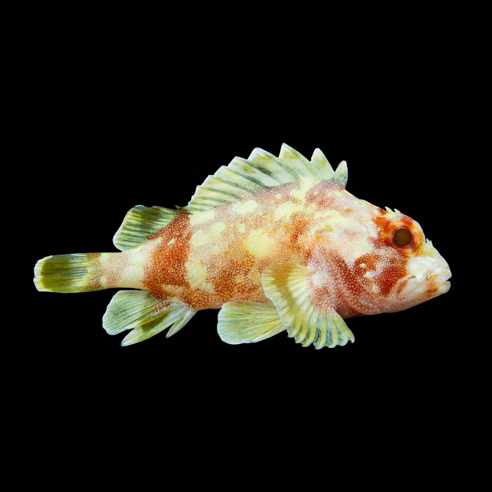 Yellow Spotted Scorpion Fish (Sebastapistes Cyanostigma) saltwater aquarium fish