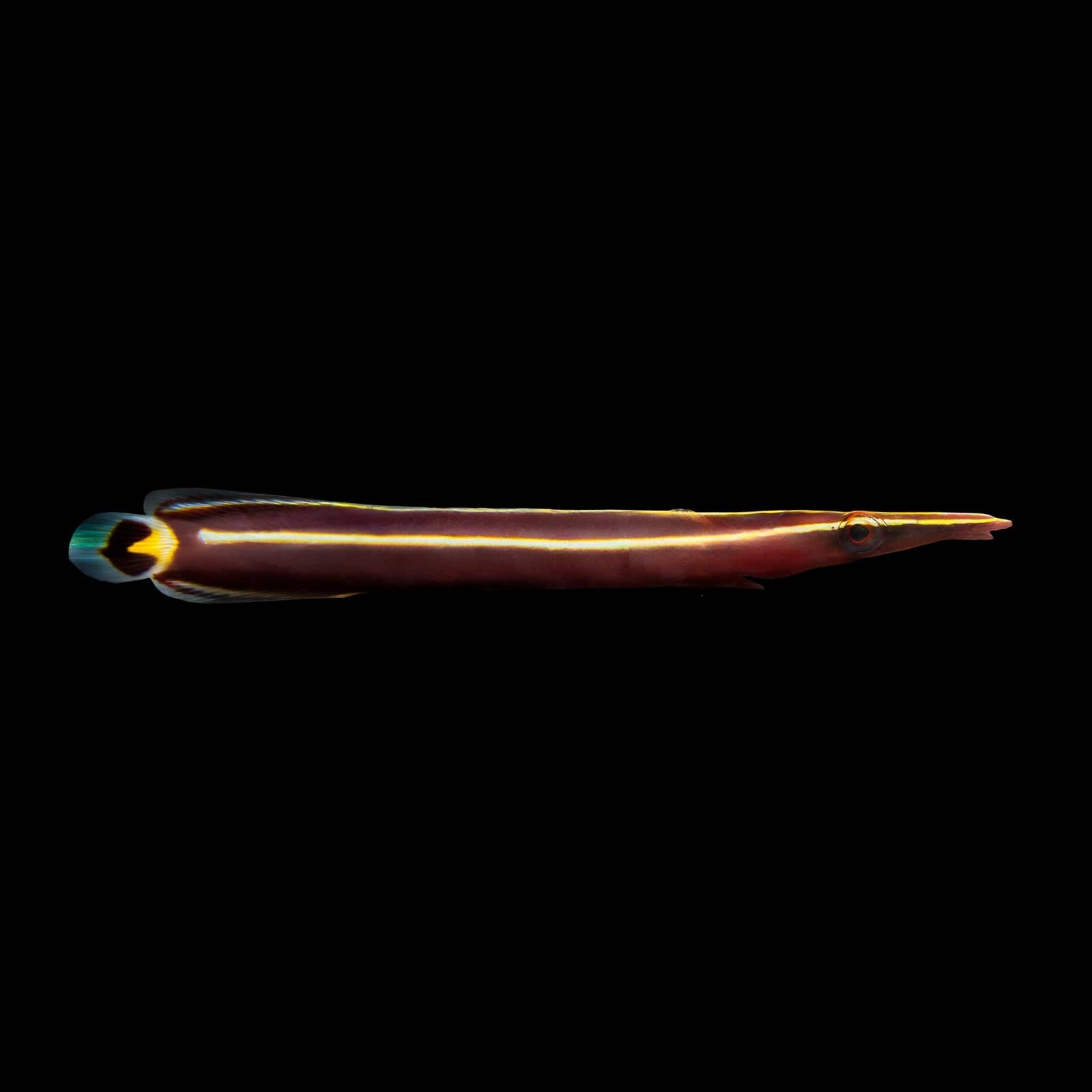 Yellow Stripe Clingfish (Diademichthys Lineatus) saltwater aquarium fish