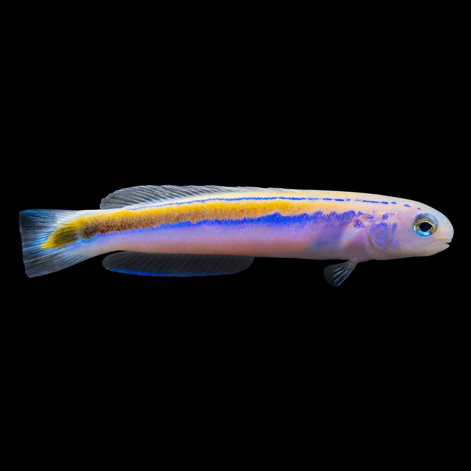 Yellow Tilefish (Hoplolatilus Luteus) saltwater aquarium fish