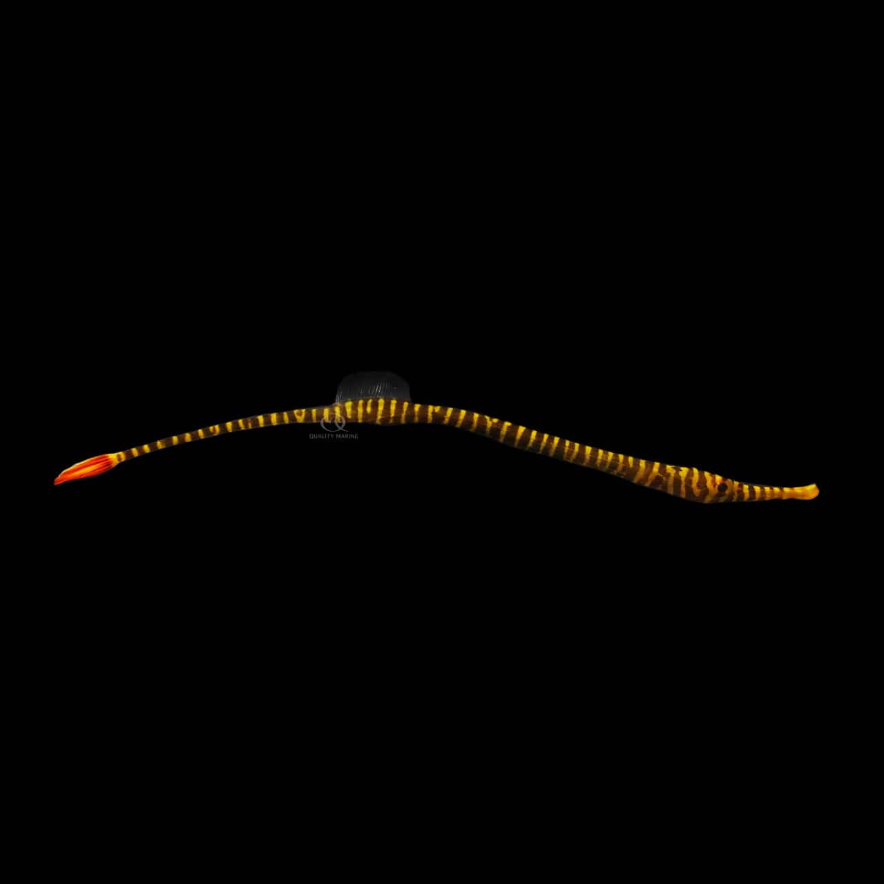 Yellowbanded Pipefish (Dunckerocampus Pessuliferus) saltwater aquarium fish