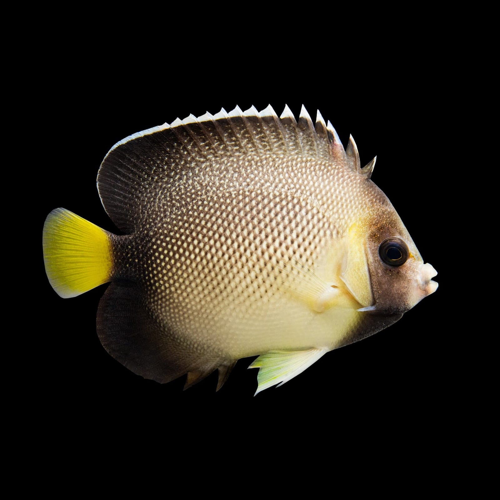 Yellowtail Cream Angelfish (Apolemichthys Xanthurus) saltwater aquarium fish