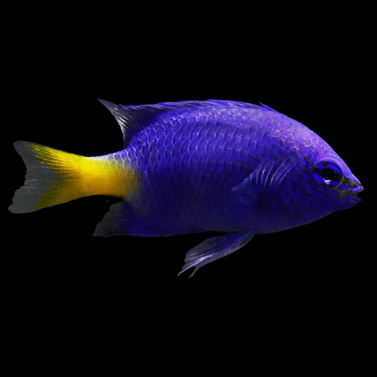 Yellowtail Damsel (Chrysiptera parasema) saltwater aquarium fish
