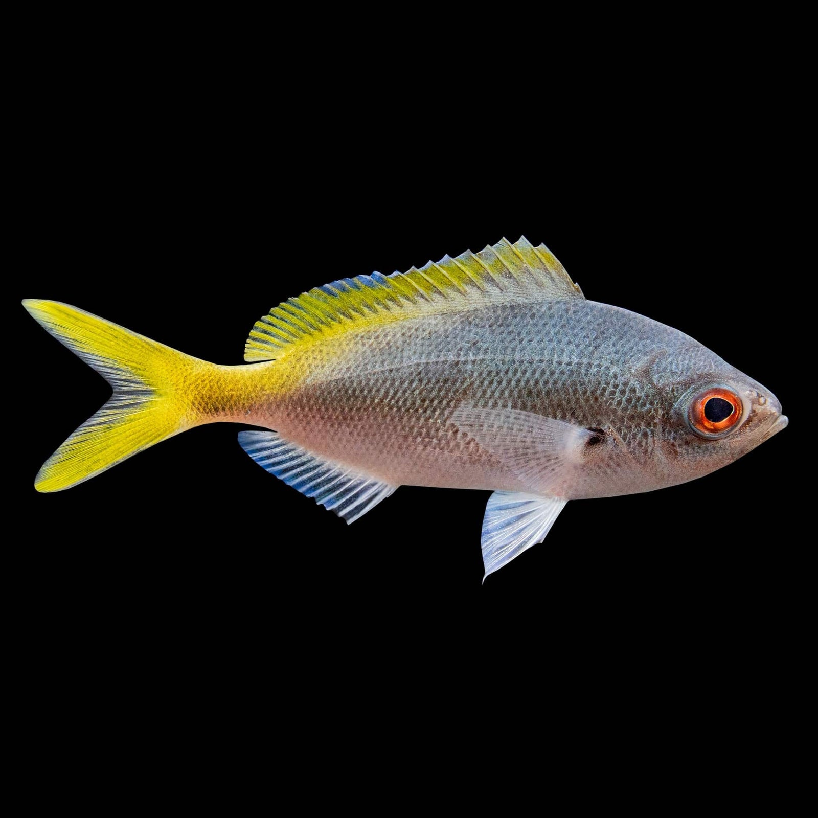 Redbelly Yellowtail Fusilier (Caesio cuning) saltwater aquarium fish