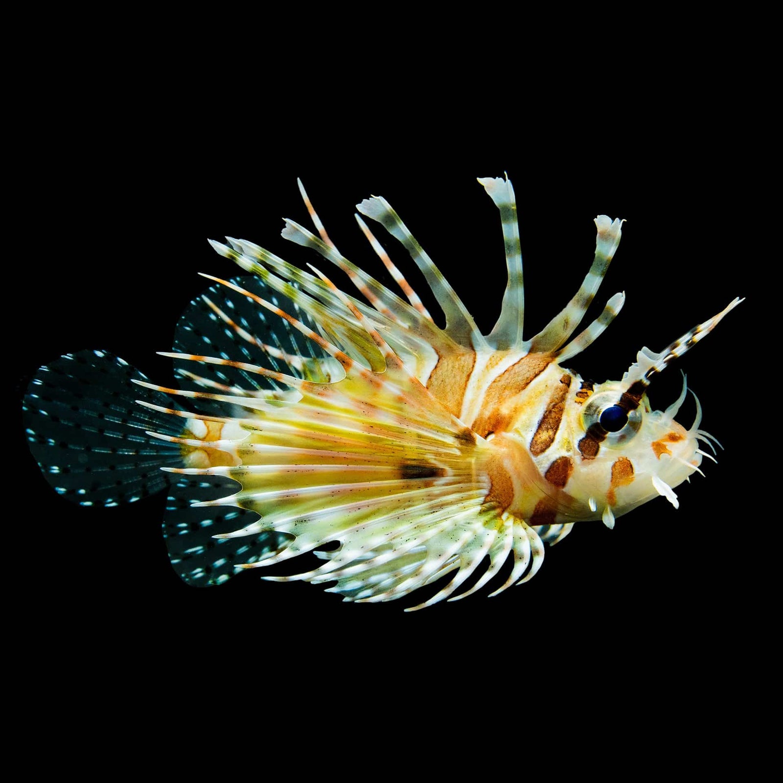 Dwarf Zebra Lionfish (Dendrochirus zebra) saltwater aquarium fish