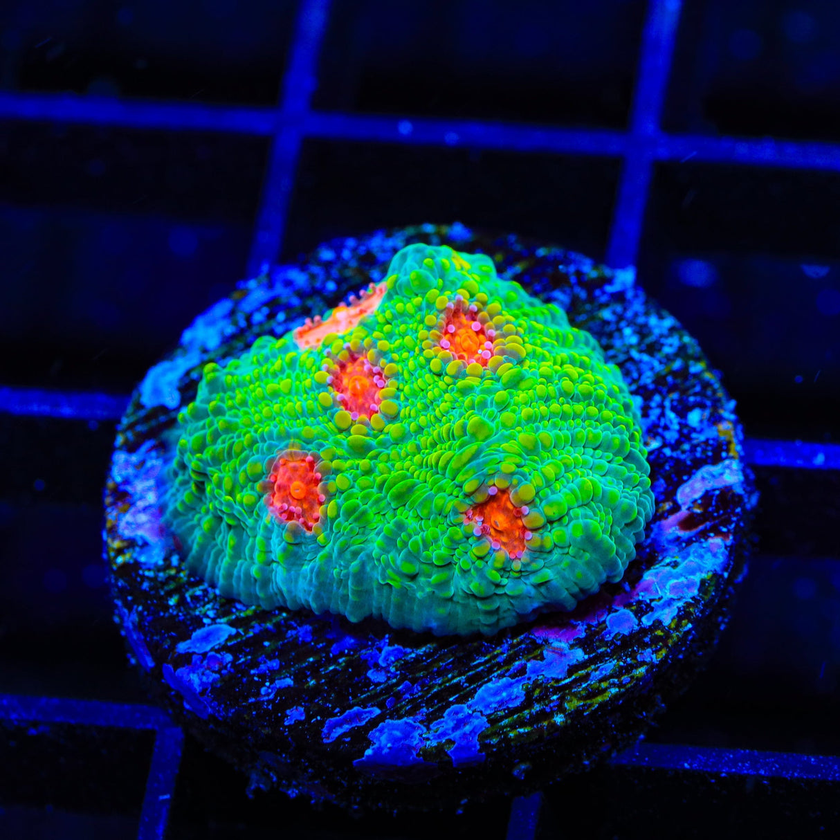 3G Mummy Eye Chalice Coral