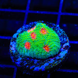 3G Mummy Eye Chalice Coral