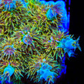 ACI Dirty Insanity Acropora Coral